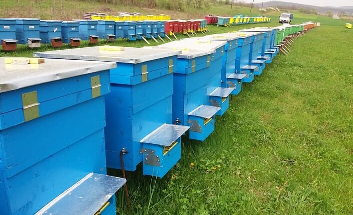 Acidul Acetic Glacial - O alternativa de tratament in APicultura impotriva Varroa si a Nosemei  ?