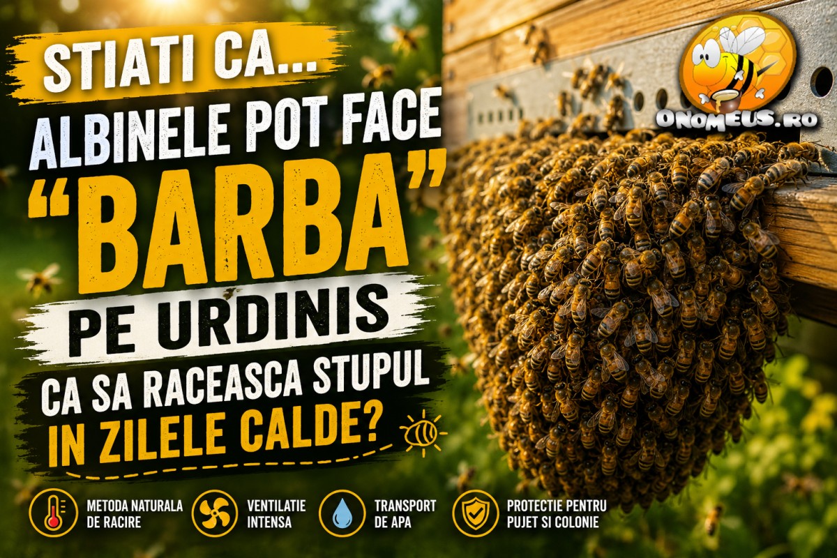 Stiati Ca… Albinele Pot Face "Barba" Pe Urdinis Ca Sa Raceasca Stupul In Zilele Calde?