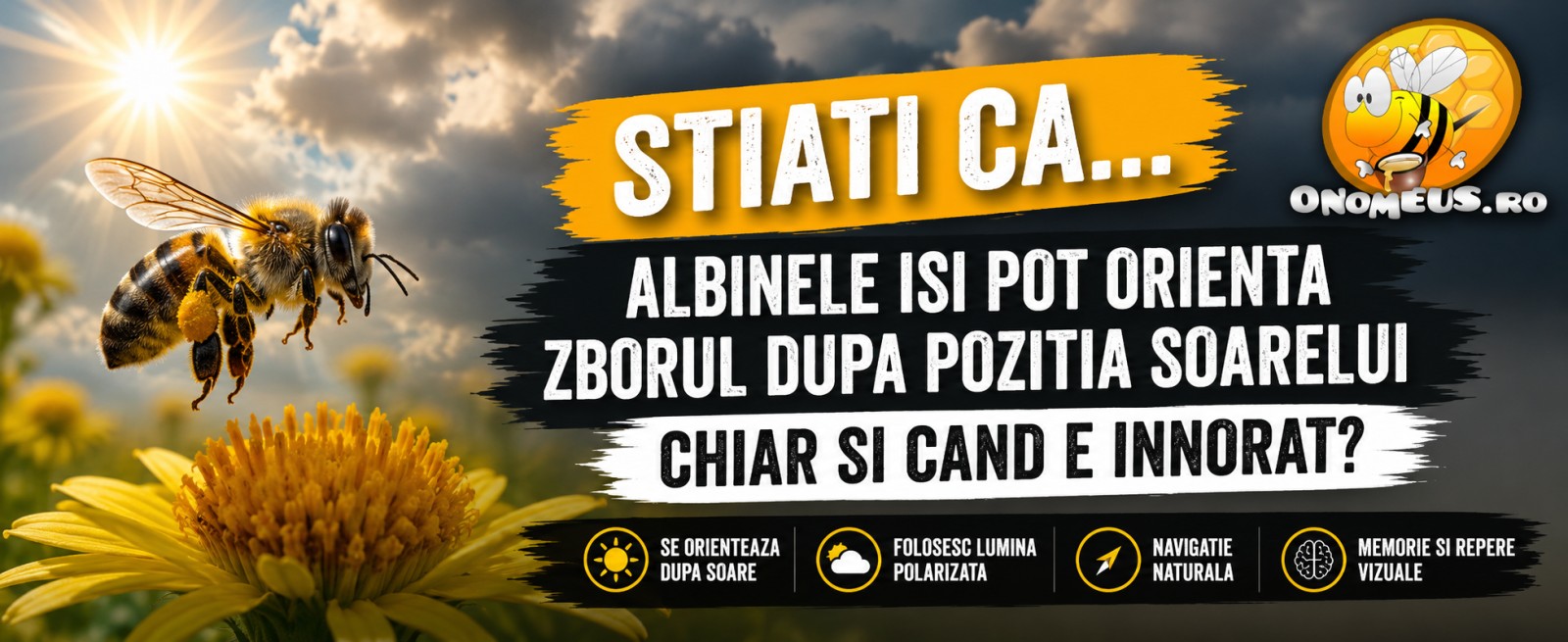 Stiati Ca… Albinele Isi Pot Orienta Zborul Dupa Pozitia Soarelui Chiar Si Cand E Innorat?