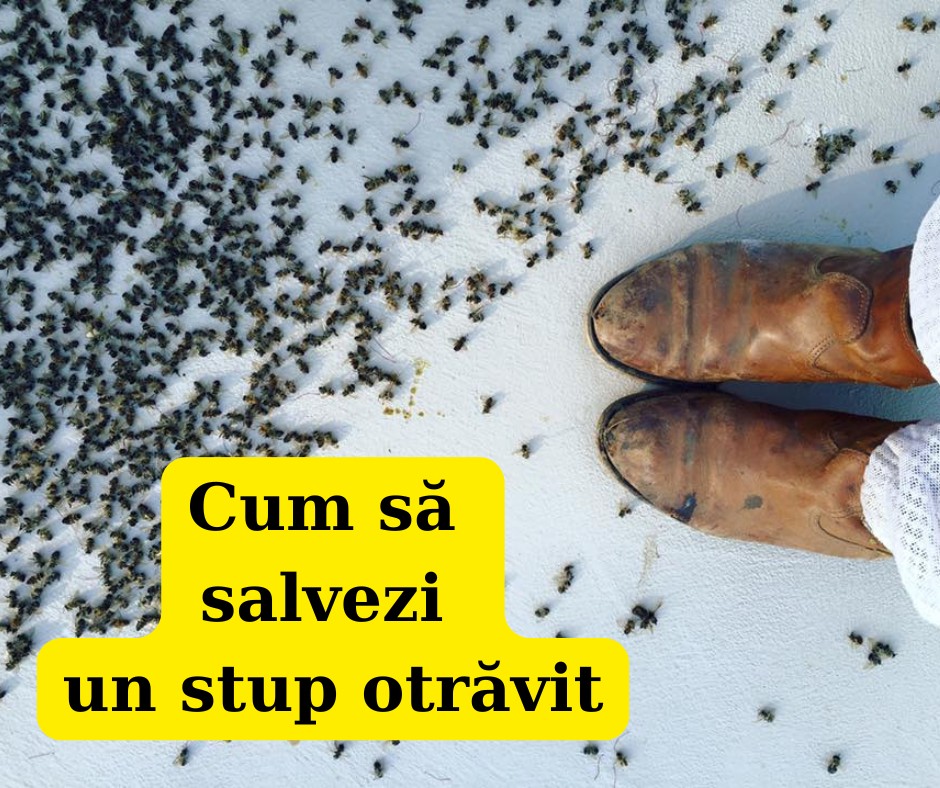 Cum să Salvezi un Stup Otrăvit: Sfaturi pentru Prevenirea și Recuperarea Coloniilor
