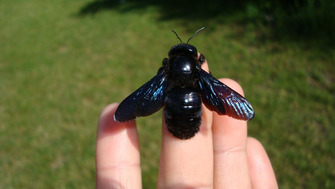 Albina neagra uriasa, revenire spectaculoasa