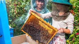 17 greșeli costisitoare în apicultură și cum să le eviți