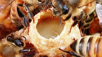 O proteina descoperita in laptisorul de matca cauzeaza reinnoirea celulelor stem la albine
