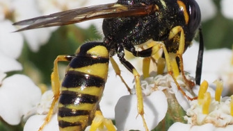 Lupul Albinelor (Philanthus triangulum) - Ghid Complet pentru Combatere și Control