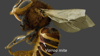 Descoperire! Parazitul Varroa destructor se hraneste cu corpul gras al albine nu cu hemolimfa (sangele insectei)