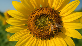 Rolul albinelor in mentinerea biodiversitatii si impactul asupra agriculturi