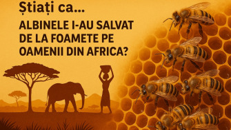 Stiati Ca... Albinele I-au Salvat De La Foamete Pe Oamenii Din Africa?