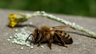 Disparitia albinelor: Cum poluarea si pesticidele ameninta viitorul apiculturii romanesti