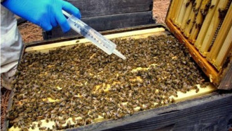 Acidul oxalic, o solutie mai eficienta in tratarea varroa ?