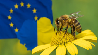 Romania Incalca Legea UE - Autorizeaza Pesticid Periculos Pentru Albine