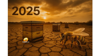 Anul 2025: Cel mai slab din ultimii zeci de ani pentru apicultura – Putem inca salva ce mai e?