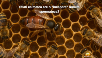 Stiati ca matca are o "incapere" numita spermateca?