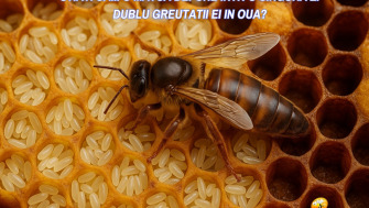 Stiati ca... O matca (Regina) depune intr-o singura zi dublu greutatii ei in oua?