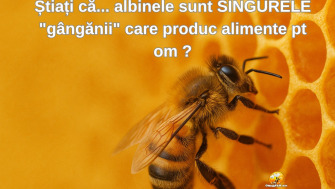 Știați că... albinele sunt SINGURELE "gângănii" care produc alimente pt om ?