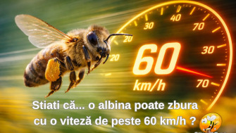 Stiati că... o albina poate zbura cu o viteză de peste 60 km/h ?