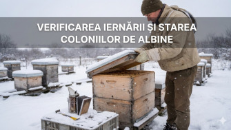 Verificarea iernării și starea coloniilor de albine