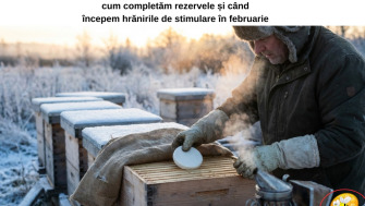 Albinele rezistă iernii doar dacă sunt hrănite corect: cum completăm rezervele și când începem hrănirile de stimulare în februarie