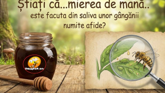 Știați că...mierea de mană.. este facuta din saliva unor gângănii numite afide?