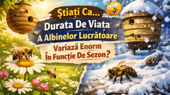 Știati Ca... Durata De Viata A Albinelor Lucratoare Variaza Enorm In Funcție De Sezon?