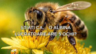 STIATI CA… O ALBINA LUCRATOARE ARE 5 OCHI?