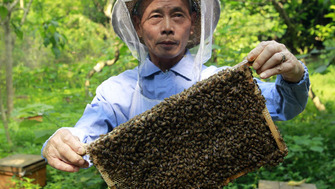 Pandemia de Coronavirus loveste puternic apicultura in China, un avantaj pentru apicultorii romani ?