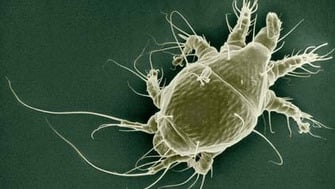 Distrugerea unei gene in parazitul Nosema Ceranae