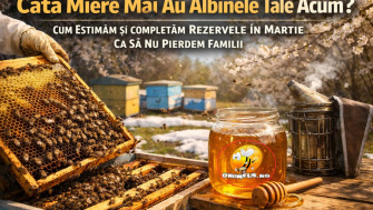 Cata Miere Mai Au Albinele Tale Acum? Cum Estimam Si Completam Rezervele In Martie Ca Sa Nu Pierem Familii