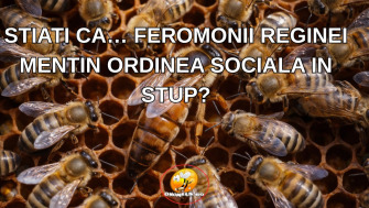 STIATI CA… FEROMONII REGINEI MENTIN ORDINEA SOCIALA IN STUP?