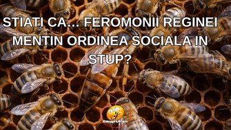 STIATI CA… FEROMONII REGINEI MENTIN ORDINEA SOCIALA IN STUP?