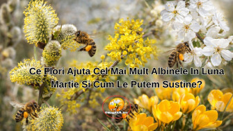 Ce Flori Ajuta Cel Mai Mult Albinele In Luna Martie Si Cum Le Putem Sustine?