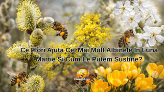 Ce Flori Ajuta Cel Mai Mult Albinele In Luna Martie Si Cum Le Putem Sustine?