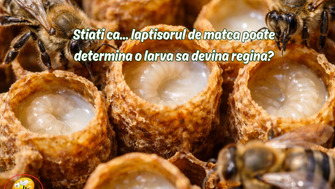 Stiati ca... laptisorul de matca poate determina o larva sa devina regina?