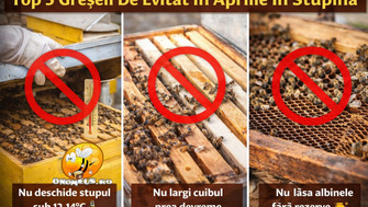 Top 5 Greseli Pe Care Sa Le Eviti In Aprilie In Stupina