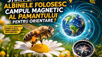 Stiati Ca… Albinele Folosesc Campul Magnetic Al Pamantului Pentru Orientare?