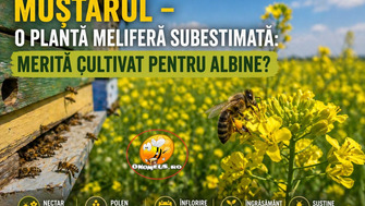 Muștarul – o plantă meliferă subestimată: merită cultivat pentru albine?