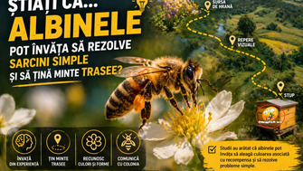 Stiati Ca… Albinele Pot Invata Sa Rezolve Sarcini Simple Si Sa Tina Minte Trasee?