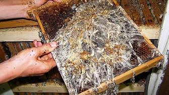 Cum scapam de molia de ceara (gaselnita) la abine?