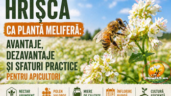 Hrisca Ca Planta Melifera: Avantaje, Dezavantaje Si Sfaturi Practice Pentru Apicultori