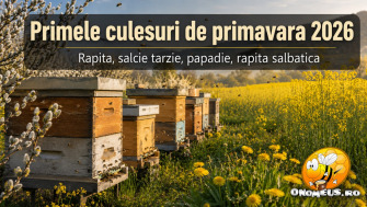 Primele Culesuri De Primavara 2026 – Rapita, Salcie Tarzie, Papadie, Rapita Salbatica