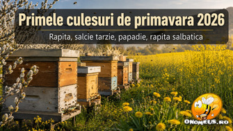 Primele Culesuri De Primavara 2026 – Rapita, Salcie Tarzie, Papadie, Rapita Salbatica