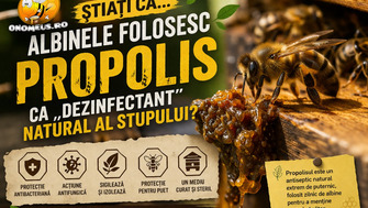 Stiati Ca… Albinele Folosesc Propolis Ca „Dezinfectant” Natural Al Stupului?