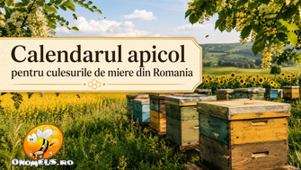 Calendarul Apicol Pentru Culesurile De Miere Din Romania