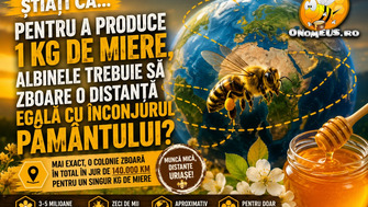 Stiati Ca… Pentru a produce 1 Kg de Miere, Albinele trebuie sa zboare o distanta egala cu inconjurul Pamantului?