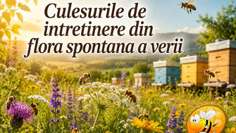 Culesurile de Intretinere din Flora Spontana a Verii