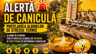 Alerta De Canicula: Protejarea Albinelor De Stresul Termic
