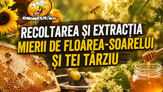 Recoltarea și extracția mierii de floarea-soarelui și tei târziu