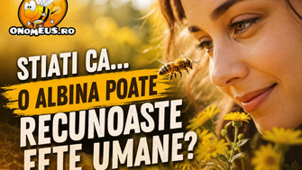Stiati ca... o albina poate recunoaste fete umane?