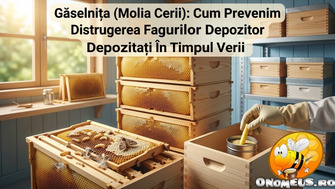 Gaselnita (Molia Cerii): Cum Prevenim Distrugerea Fagurilor Depozitati In Timpul Verii