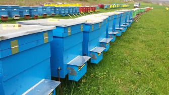 Acidul Acetic Glacial - O alternativa de tratament in APicultura impotriva Varroa si a Nosemei  ?