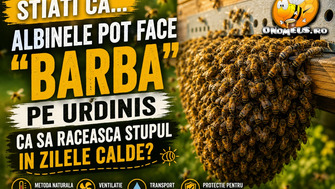 Stiati Ca… Albinele Pot Face "Barba" Pe Urdinis Ca Sa Raceasca Stupul In Zilele Calde?